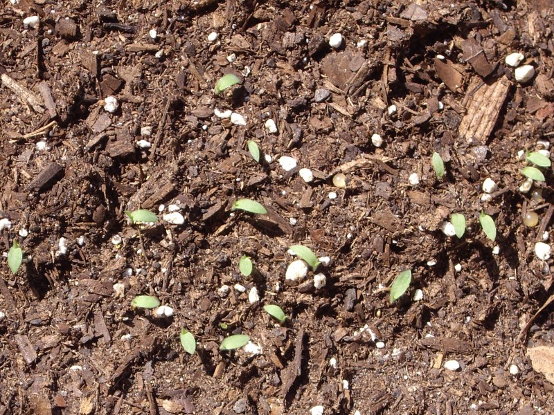 Growing grains with small seeds - photos and considerations