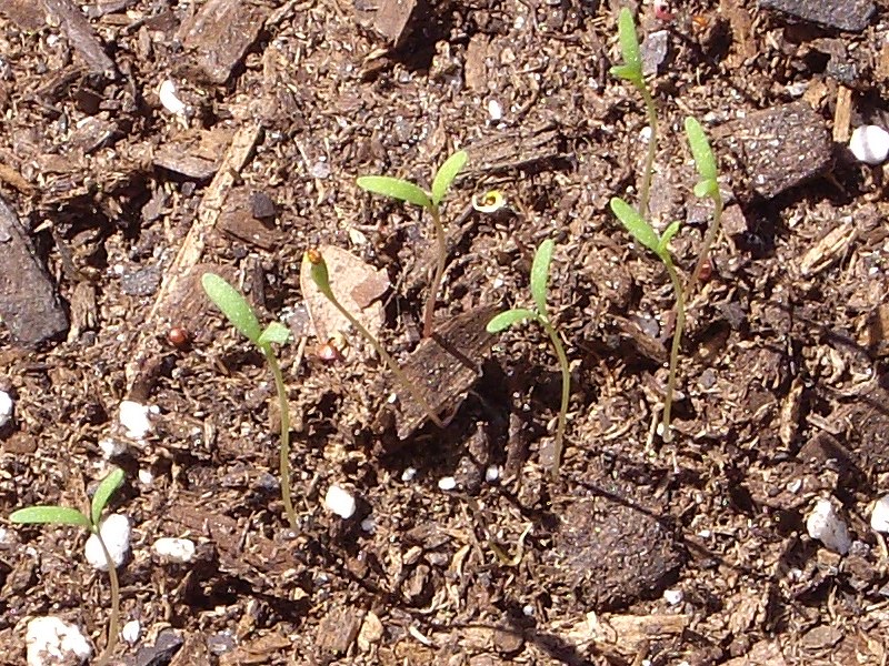 Growing grains with small seeds - photos and considerations